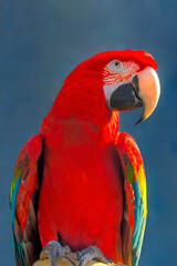 Scarlet ara - a species of large bird from the neotropical parrot subfamily Arinae in the parrot family Psittacidae