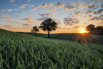 Sunrise among grain fields, near Sztum, Poland	