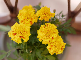 marigold plant on a terrace