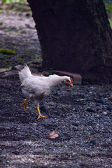 Chickens are poultry animals that are usually kept for their meat, eggs and feathers.