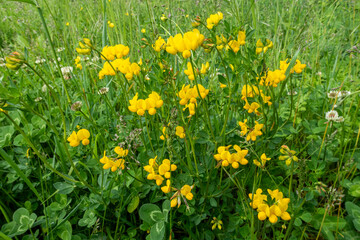 Fototapeta premium Lotus corniculatus. Yellow flowers of common bird's foot trefoil or eggs and bacon.