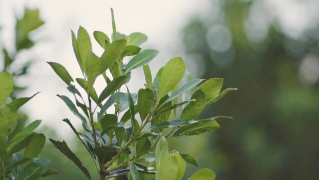 Closeup of growing yerba mate bush. Commercial Plantation. Traditional Latin American drinks. Argentina, Misiones