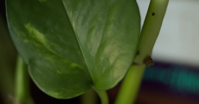 Macro close up of dark pathos leaf shaking in the wind in front of wooden bookshelf in a cozy home