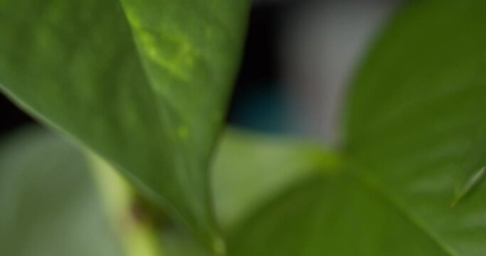 Tracking closeup shot of details of a viny pathos plant in front of wooden bookshelf in cozy home moving left to right