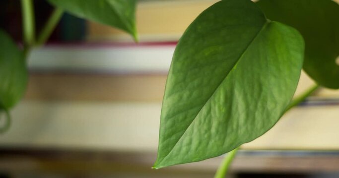 Close up of pathos plant shaking in the wind dangling in front of bookshelf in cozy home
