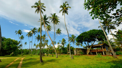 Natural landscape of palm trees and green bright grass. Action. Beautiful cottage and summer...