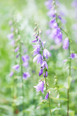 Obraz premium Purple flowers. Selective and soft focus. Close up.