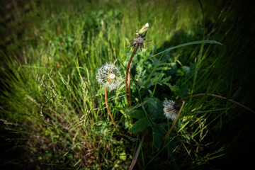 Dandelion seed background. Selective focus with shallow depth of field.