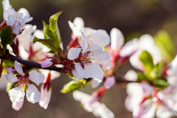 Cherry blossoms. Selective focus with shallow depth of field