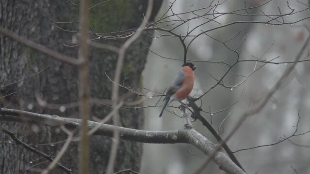 Male Bullfinch Pearched on Barren Tree Branch, Wet Autumn Day