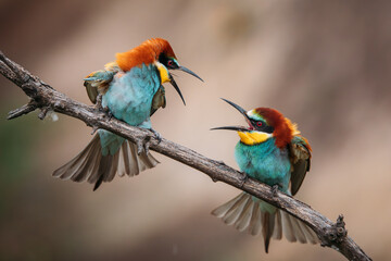 Beautiful bee-eater birds sitting on a branch. 