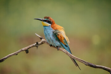 Beautiful bee-eater birds sitting on a branch. 