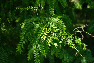 Ramo di felce illuminato dal sole