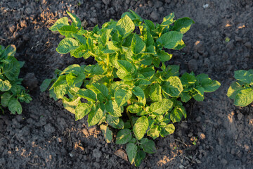 Potato bush close-up top view