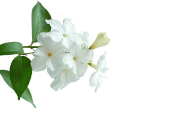 Delicate Jasmine Petals Isolated on Transparent Background