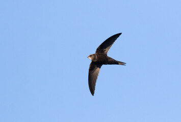 Common swift, Apus apus. A bird flies against a blue sky