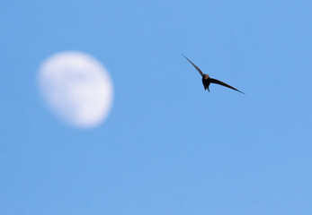 Common swift, Apus apus. Evening shot of a bird flying against the moon