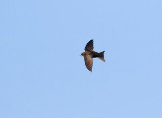 Common swift, Apus apus. An early morning bird flies against the sky
