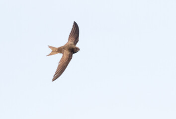 Common swift, Apus apus. A bird flying on a white background, isolated