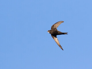Common swift, Apus apus. A bird flies against a blue sky