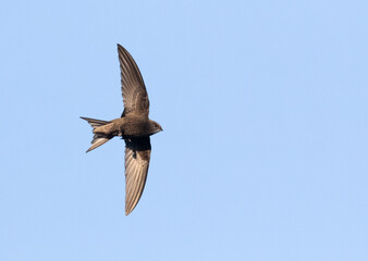 Common swift, Apus apus. A bird flies against a blue sky