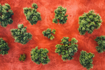 Aerial View of Green Trees on Vibrant Red Terrain