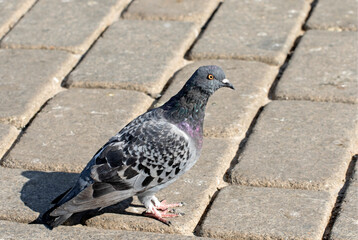 A feral pigeon (Columba livia domestica) looking for feed on sidewalk