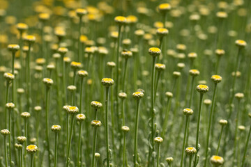 Cotton lavender (Santolina chamaecyparissus) flowers in bloom in a city park in springtime