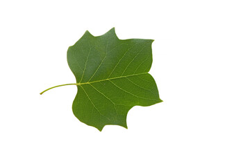 Leaf of the tulip tree (Liriodendron tulipifera) in May 