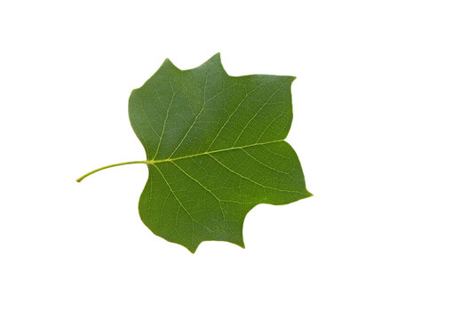 Leaf of the tulip tree (Liriodendron tulipifera) in May 