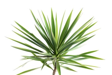 The Elegant Simplicity of a Yucca Plant Isolated