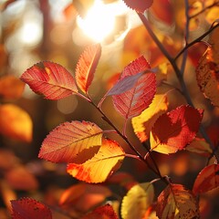 Autumnal Sunlight Illuminating Bright Red Maple Leaves
