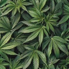 Vibrant Display of Cannabis Leaves