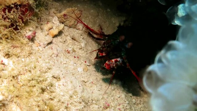 Mantis Shrimp