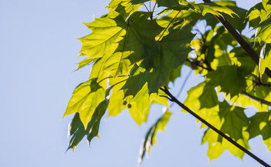 Fresh green maple leaves and buds are on the blue sky background