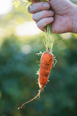 Frisches Gemüse aus dem Schrebergarten, Karotte aus der Erde gezogen, Hand hält eine Mohrrübe...