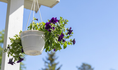 Petunia flowers grow in hanging white pot under blue sky