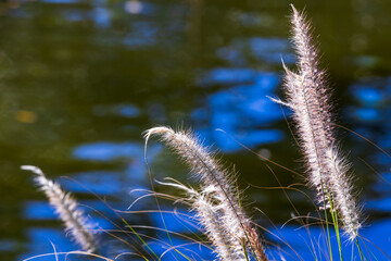 Obraz premium Coastal grass and blurred lake water background. Cenchrus setaceus