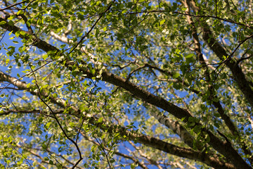 Birch tree branches are under blue sky on a sunny summer day