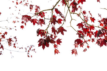 Red maple leaves isolated on white background, natural photo