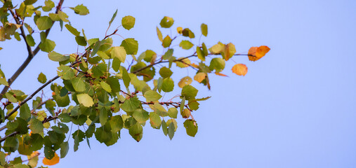 Aspen tree branch with green yellow leaves is on the blue sky background