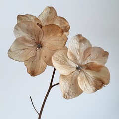 Dried Flower Arrangement with a White Background