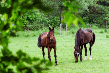 two horses grazing in a meadow,Two brown horses stand on the grass, horses n from a green meadow, standing in tall grass, long mane,Red horse with long mane in the field 