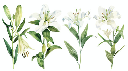 Watercolor flowers white lilies and green leaves Four