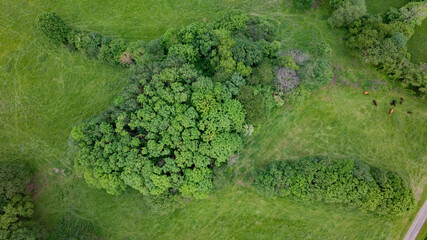 drone photography, drone view, aerial view, bird's eye view, forest, trees, green, landscape,...