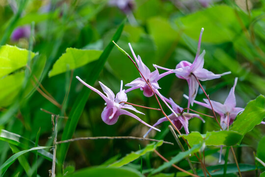 イカリソウの花