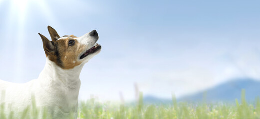 Jack Russell Terrier portrait outdoors