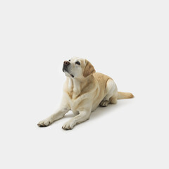Portrait of Labrador Retriever on white background