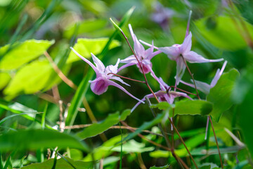 イカリソウの花