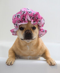 Red Tan Frenchie wearing a shower cap in the bathtub.